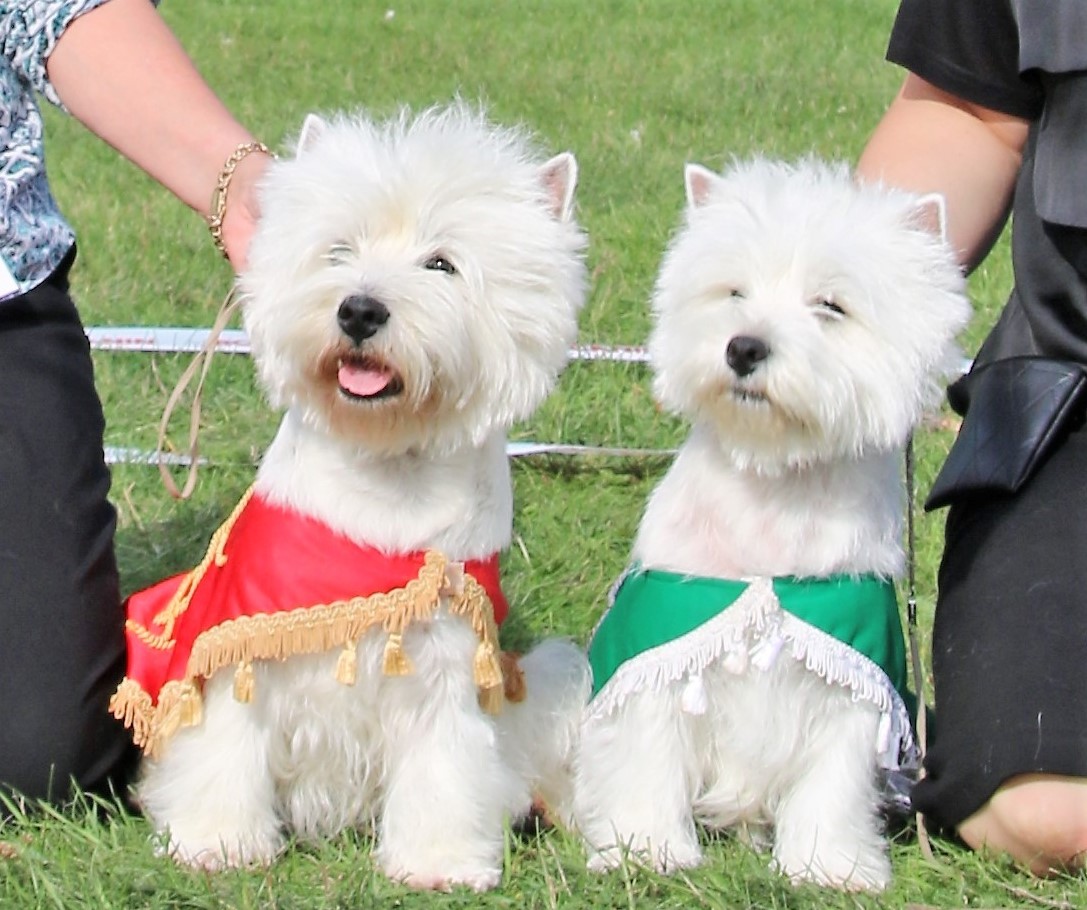 stWestie 2018 09 09 BIS Tweed Tea Time BIM Tweed Timely IMG 4336 copy 2