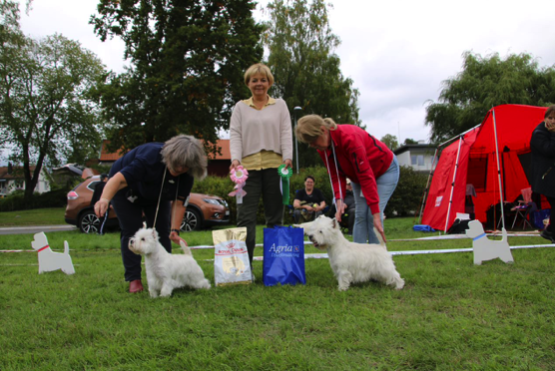 Best in Show unghund