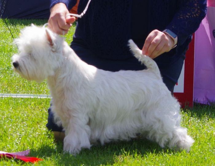 Championtikar nr.1 Tweed Trouble Loves Me