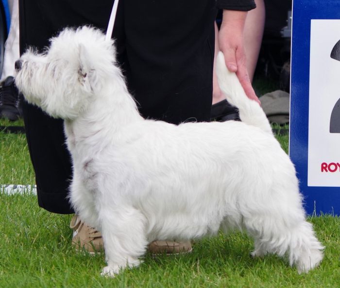 Junior tik nr.2 Soya s Hedvig