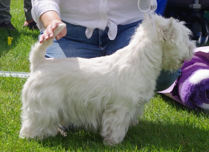 Oppenhane nr.1 Inverour Celtic Exquisite