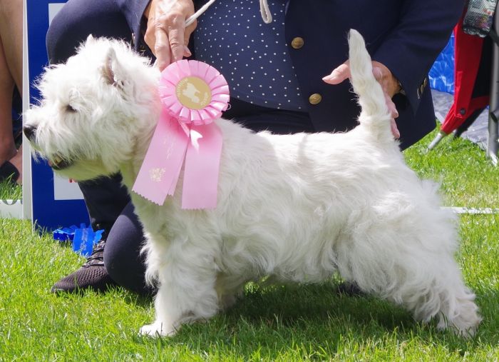 Oppenhane nr.2 Riwals Summer Storm