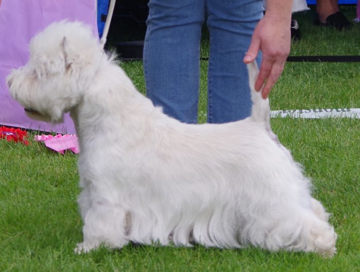 Veteranhane nr.1 Piquants Moon Pai