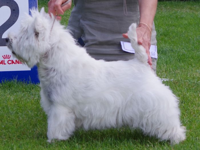 Veterantik nr.2 Jazzing Bumble Bee