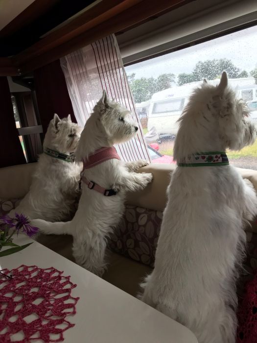 2BE0CE86 CBB2C2 892B 517CD8B2FD58 627