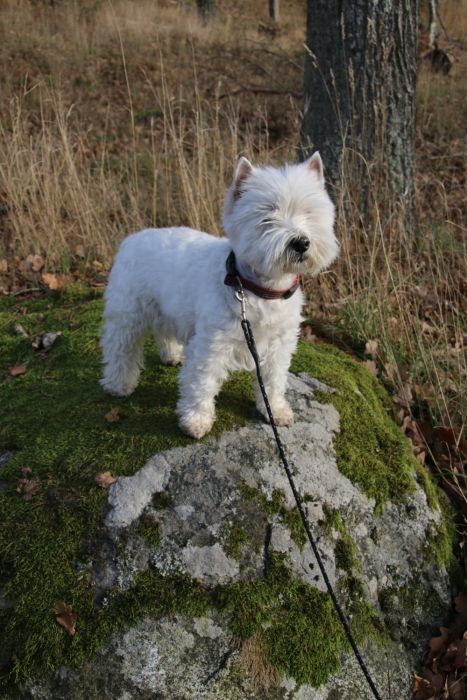 Messenger creationF2696 7E2F 4E51 A2AF 297C9237A05D 610