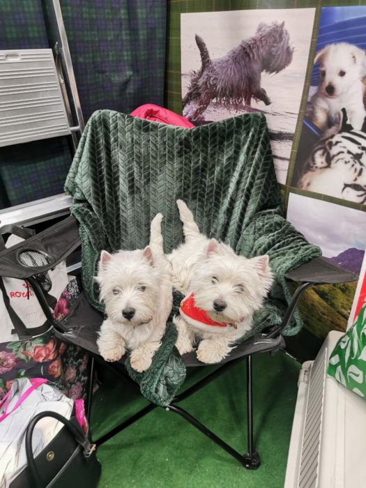 Messenger creation AF8D4576 EDFBAAC 9150 F319A914FF1D 616