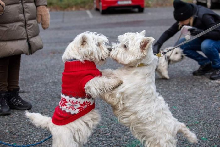 facebook 7269006165273090031 620