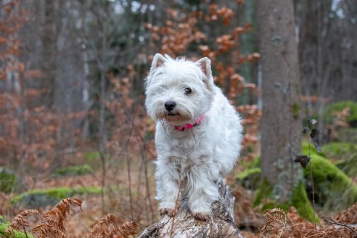 facebook 7269006534375214059 624