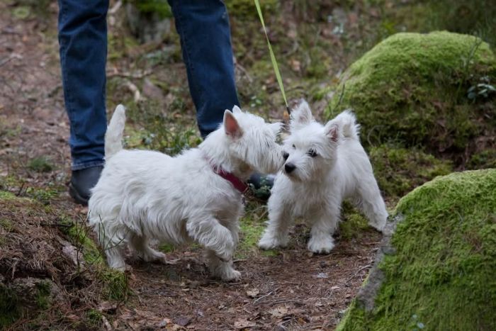 facebook 7305931497815837181 675