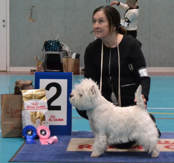 14 Championklass hanar nr.2