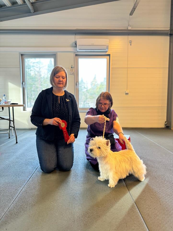 Vuxna Hanar 1 a Santi